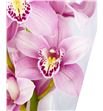 Cymbidium candy king jane x6 - CYMBCAN1