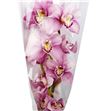 Cymbidium candy king jane x6 - CYMBCAN
