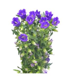 Campanula champion blue 70 - CAMCHABLU