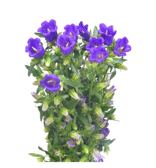 Campanula champion blue 70 - CAMCHABLU