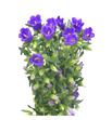 Campanula champion blue 70 - CAMCHABLU