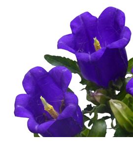 Campanula champion blue 70 - CAMCHABLU