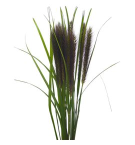 Pennisetum fox red 80 x10 - PENFOXRED