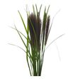 Pennisetum fox red 80 x10 - PENFOXRED