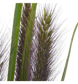 Pennisetum fox red 80 x10 - PENFOXRED Pennisetum fox red 80 x10 - PENFOXRED