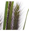 Pennisetum fox red 80 x10 - PENFOXRED1