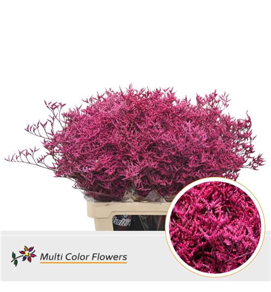 Limonium teñido erika 90 - LIMTENERI