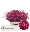 Limonium teñido erika 90 - LIMTENERI