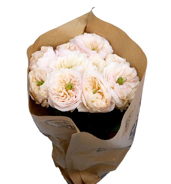Rosa hol tinkeebell 60 - RGRTIN