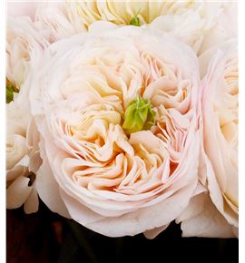 Rosa hol tinkeebell 60 - RGRTIN