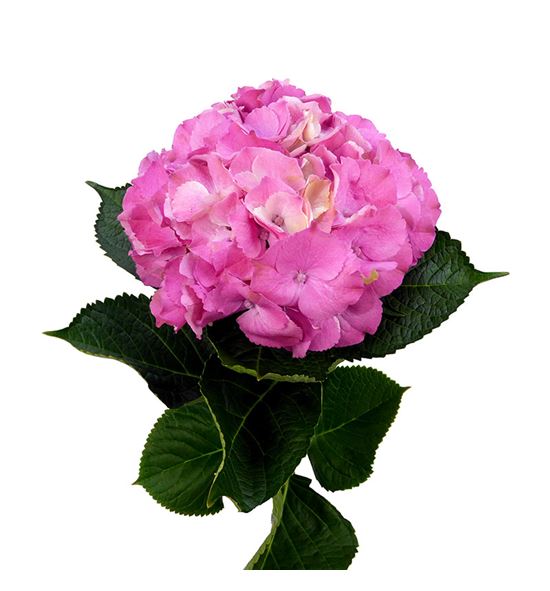 Hydr royal palace rosa 70 - HYDROYPALROS