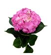 Hydr royal palace rosa 70 - HYDROYPALROS