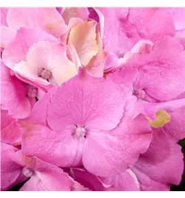 Hydr royal palace rosa 70 - HYDROYPALROS