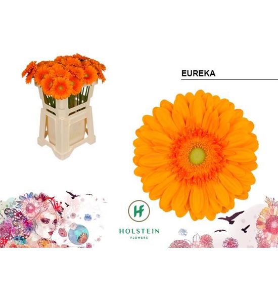 Gerbera eureka 50 x10 - GEREUR5010