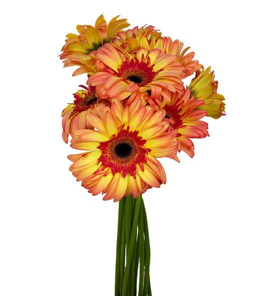 Gerbera lemonade - GERLEM