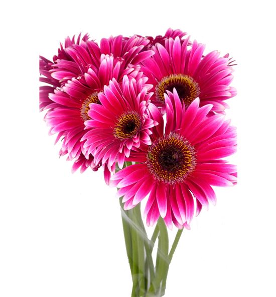 Gerbera nuance - GERNUA