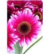 Gerbera nuance - GERNUA2