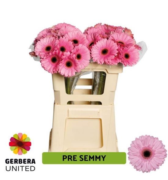 Gerbera pre-semmy 50 x10 - GERPRESEM5010