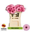 Gerbera pre-semmy 50 x10 - GERPRESEM5010