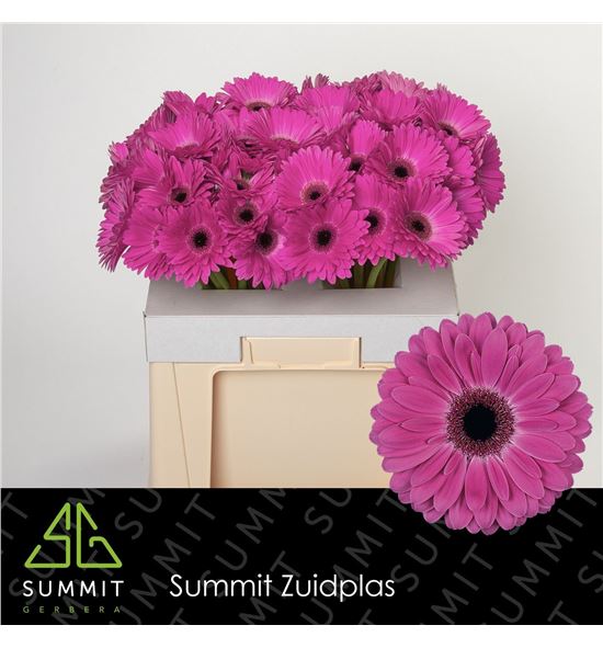 Gerbera rich 50 x10 - GERRIC50