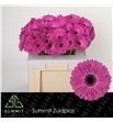 Gerbera rich 50 x10 - GERRIC50