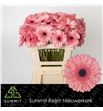 Gerbera scala 50 x10 - GERSCA50