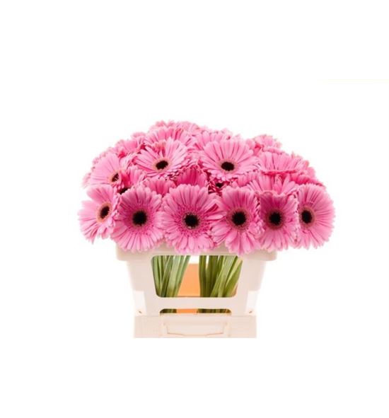 Gerbera shanice 50 x10 - GERSHA5010