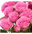Rs ramificada baby pink yo-yo 50 - RTRPINBABYO1