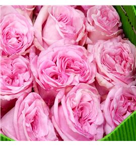 Rosa ecu o hara 60 - REOHAR