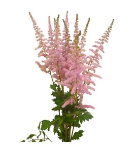 Astilbe and glamour 65 - ASTANDGLA
