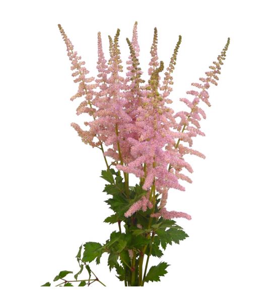 Astilbe and glamour 65 - ASTANDGLA