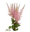 Astilbe and glamour 65 - ASTANDGLA