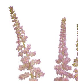 Astilbe and glamour 65 - ASTANDGLA Astilbe and glamour 65 - ASTANDGLA
