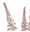 Astilbe and glamour 65 - ASTANDGLA1