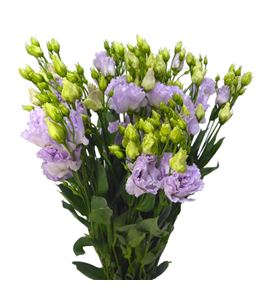 Lisianthus alissa lavander 75 - LISALILAV