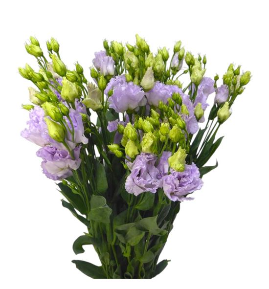 Lisianthus alissa lavander 75 - LISALILAV