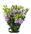 Lisianthus alissa lavander 75 - LISALILAV
