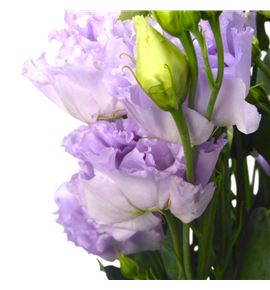 Lisianthus alissa lavander 75 - LISALILAV