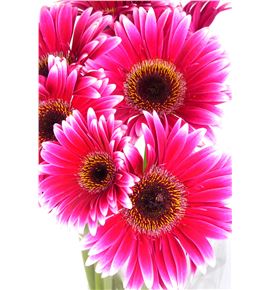 Gerbera nuance - GERNUA