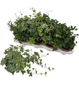 Pl. hedera helix mixto 35cm x8 - HEDHMIX81335