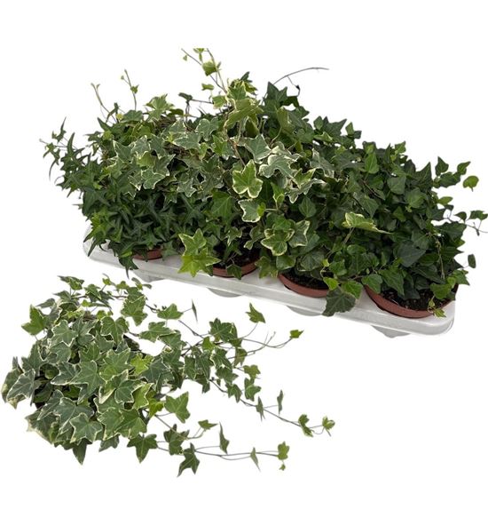 Pl. hedera helix mixto 35cm x8 - HEDHMIX81335