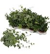 Pl. hedera helix mixto 35cm x8 - HEDHMIX81335