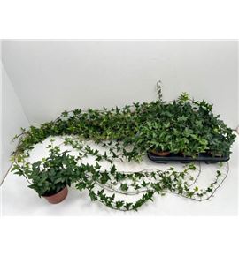 Pl. hedera helix shamrock 75cm x8 - HEDHSHA61380