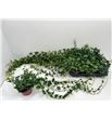 Pl. hedera helix shamrock 75cm x8 - HEDHSHA61380