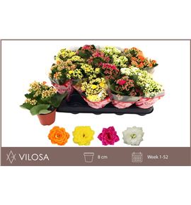 Pl. kalanchoe mixto 15cm x16 - KALMIX16815