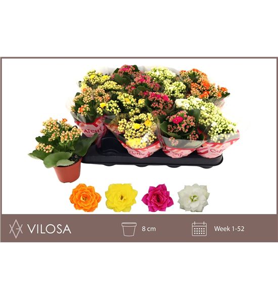 Pl. kalanchoe mixto 15cm x16 - KALMIX16815