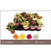 Pl. kalanchoe mixto 15cm x16 - KALMIX16815