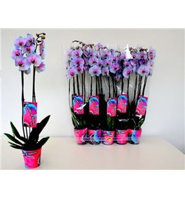 Pl. phalaenopsis azul/rosa 2t 75cm x10 - PHAAZUROS101275