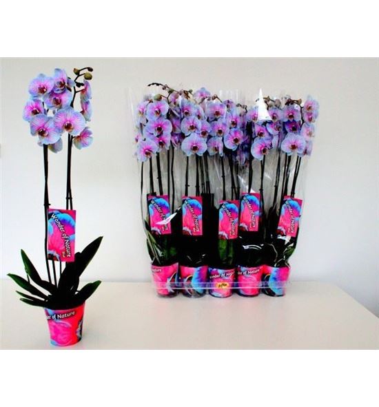 Pl. phalaenopsis azul/rosa 2t 75cm x10 - PHAAZUROS101275