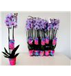 Pl. phalaenopsis azul/rosa 2t 75cm x10 - PHAAZUROS101275